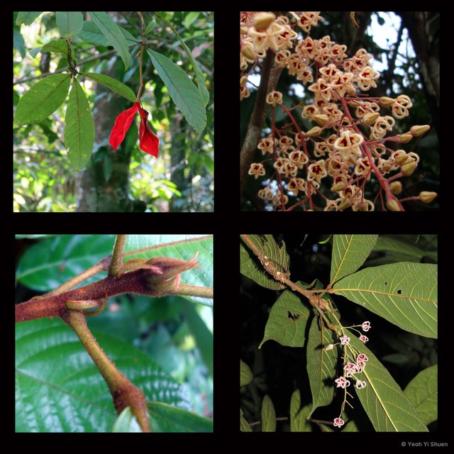 Sterculia rubiginosa • © Yeoh Yi Shuen • All Rights Reserved