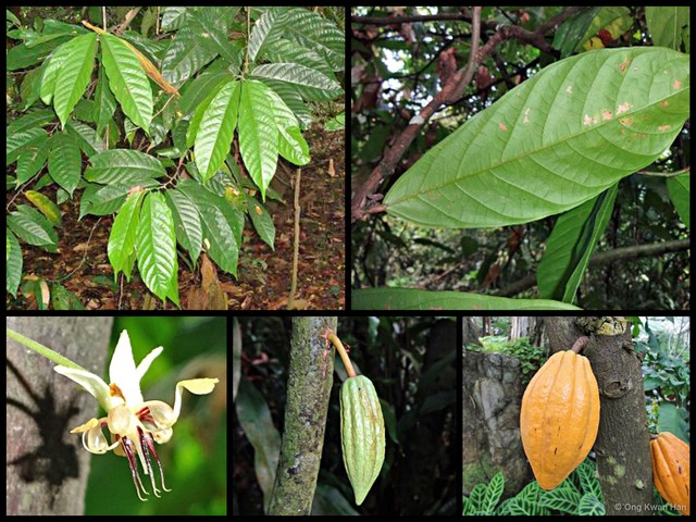 Theobroma cacao • © Ong Kwan Han • All Rights Reserved