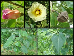Thespesia populnea