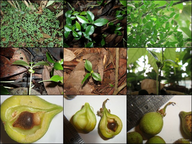 Aquilaria microcarpa • © Yeoh Yi Shuen • All Rights Reserved