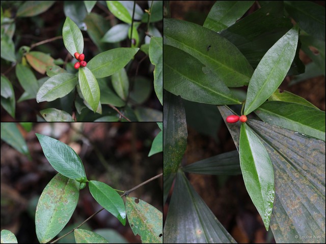 Wikstroemia indica • © Louise Neo • All Rights Reserved