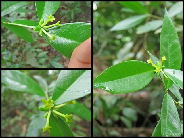 Wikstroemia ridleyi • © Yeoh Yi Shuen • All Rights Reserved
