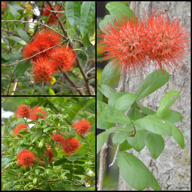 Combretum constrictum • © Cerlin Ng • All Rights Reserved