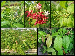 Combretum indicum