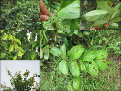 Combretum sundaicum