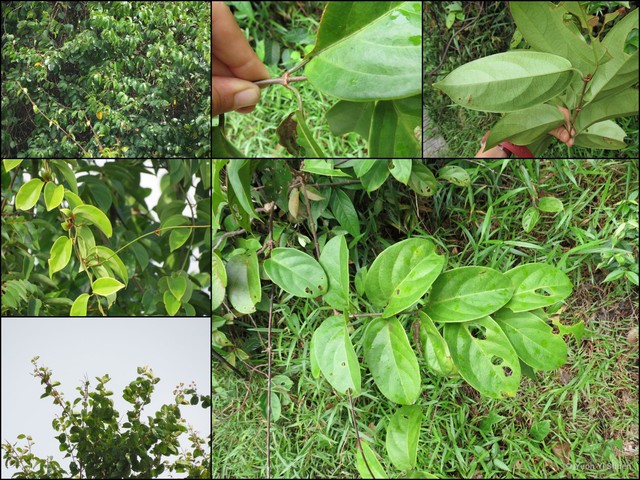 Combretum sundaicum • © Yeoh Yi Shuen • All Rights Reserved