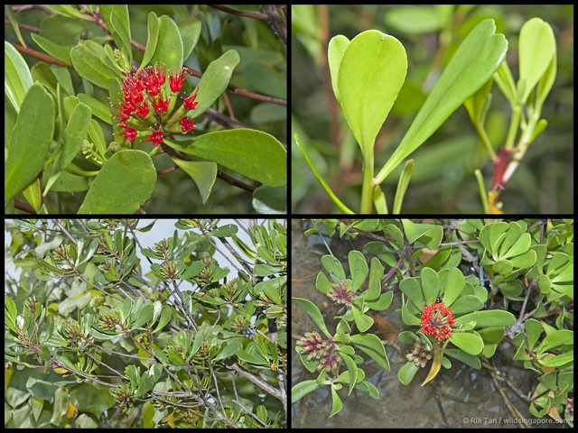 Lumnitzera littorea • © Ria Tan • All Rights Reserved