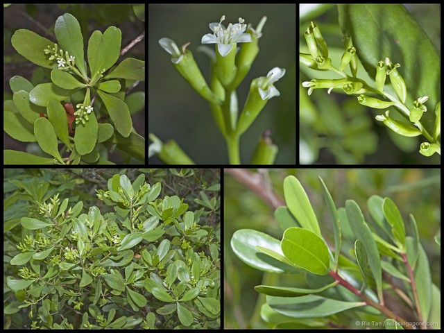 Lumnitzera racemosa • © Ria Tan • All Rights Reserved