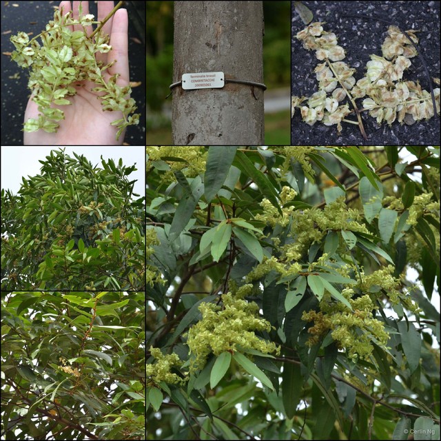 Terminalia brassii • © Cerlin Ng • All Rights Reserved