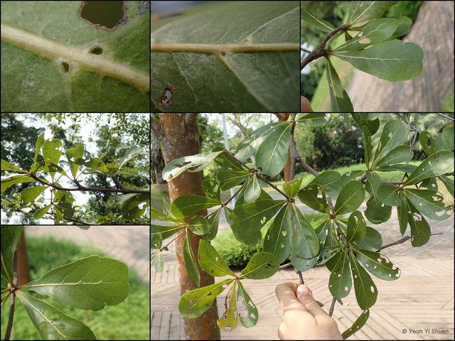 Terminalia buceras • © Yeoh Yi Shuen • All Rights Reserved