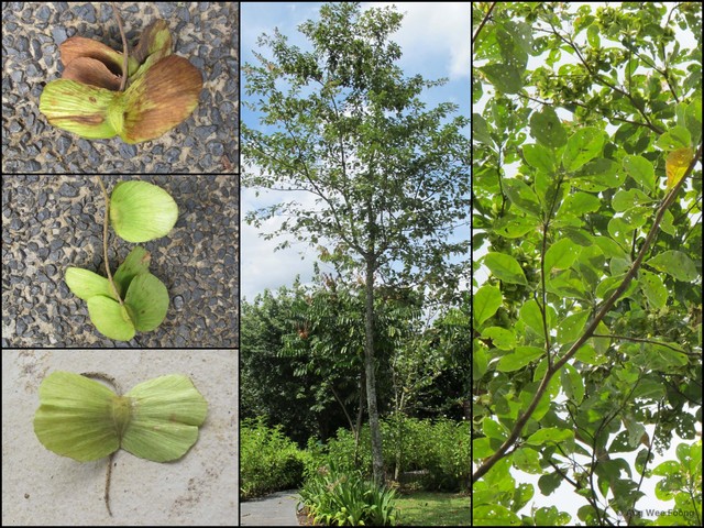 Terminalia calamansanai • © Ang Wee Foong • All Rights Reserved