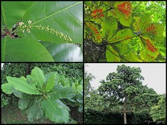 Terminalia catappa