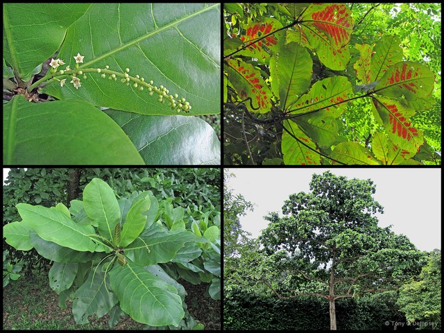 Terminalia catappa • © Tony O'Dempsey • All Rights Reserved