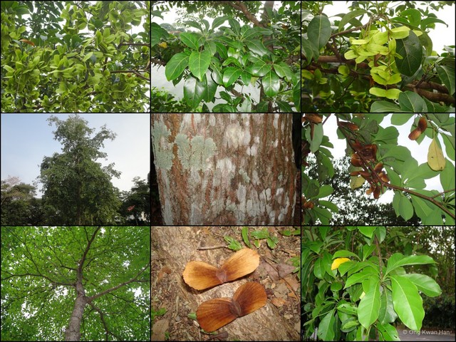 Terminalia ivorensis • © Ong Kwan Han • All Rights Reserved