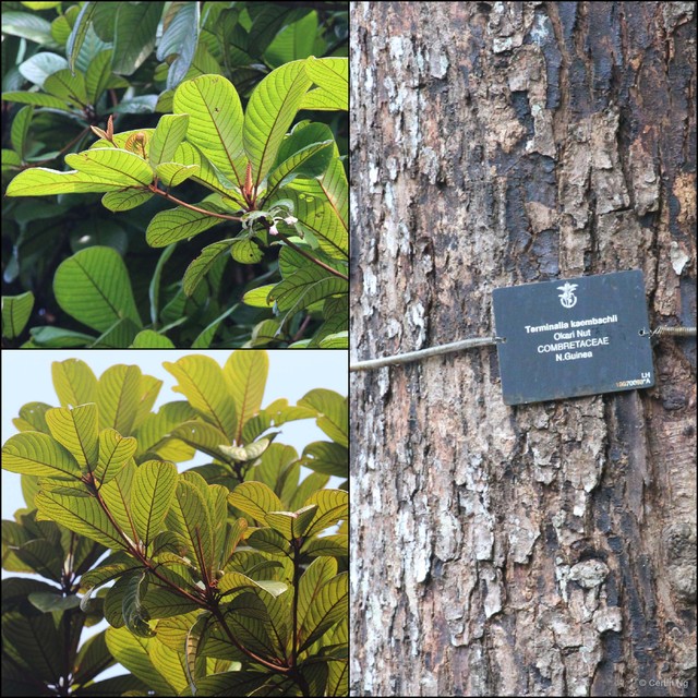 Terminalia kaernbachii • © Cerlin Ng • All Rights Reserved