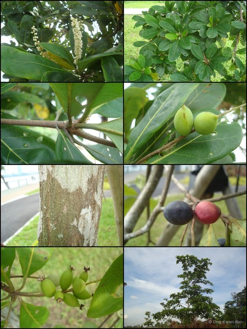 Terminalia muelleri • © Ong Kwan Han • All Rights Reserved