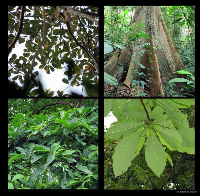 Terminalia subspathulata • © Yeoh Yi Shuen • All Rights Reserved