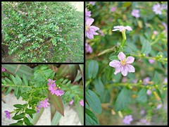 Cuphea hyssopifolia