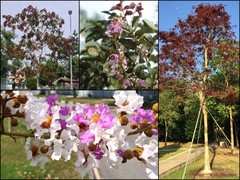Lagerstroemia floribunda Jack
