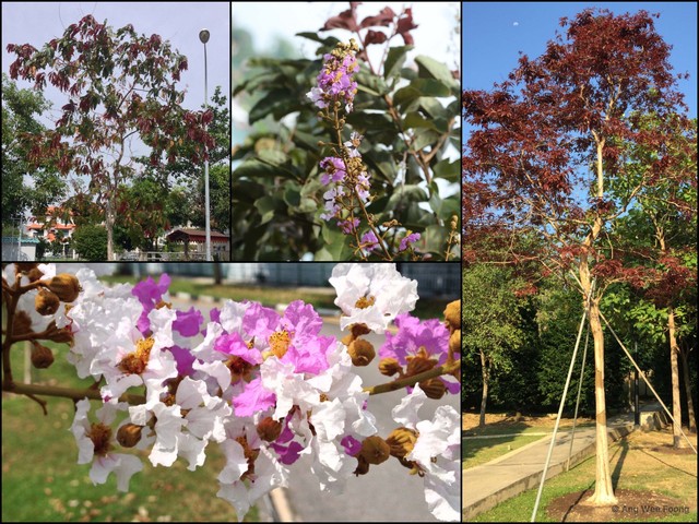 Lagerstroemia floribunda • © Ang Wee Foong • All Rights Reserved