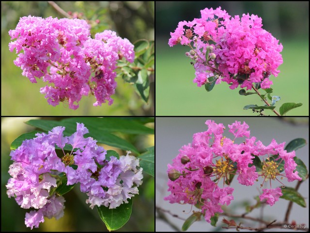 Lagerstroemia indica • © Cerlin Ng • All Rights Reserved