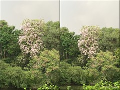 Lagerstroemia loudonii