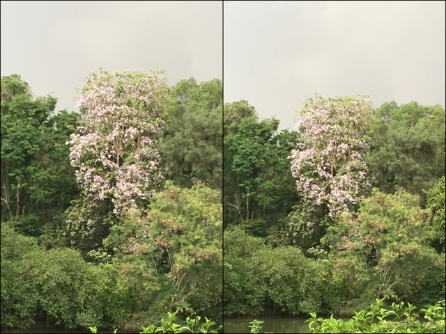 Lagerstroemia loudonii • © Ang Wee Foong • All Rights Reserved