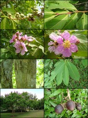 Lagerstroemia speciosa