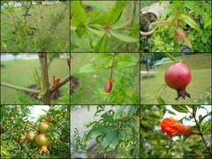 Punica granatum