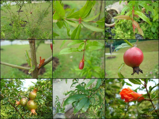 Punica granatum • © Ong Kwan Han • All Rights Reserved