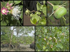 Sonneratia alba