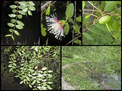 Sonneratia caseolaris
