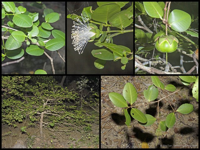 Sonneratia ovata • © Ria Tan • All Rights Reserved