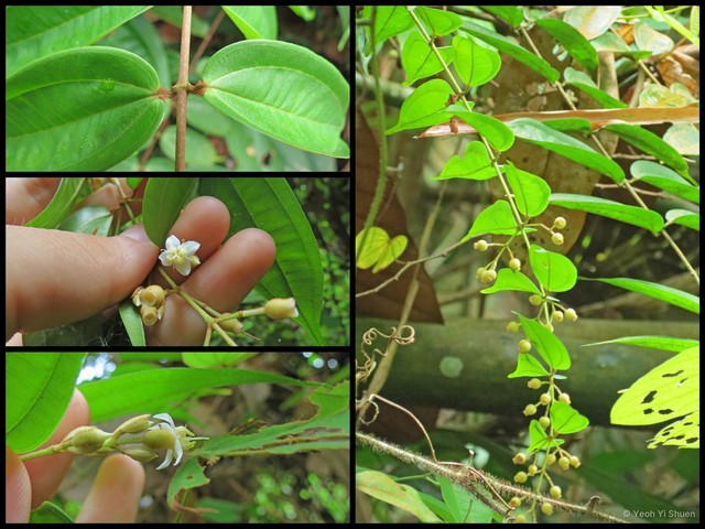 Dissochaeta divaricata • © Yeoh Yi Shuen • All Rights Reserved