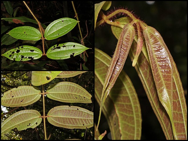 Dissochaeta gracilis • © NUSBL • All Rights Reserved