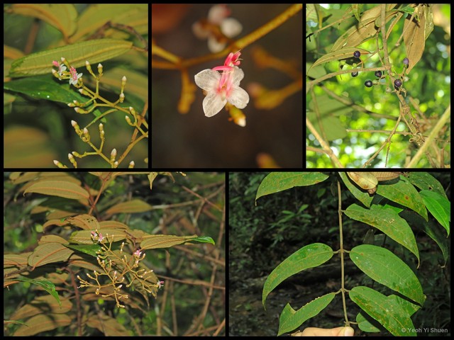 Dissochaeta monticola • © Yeoh Yi Shuen • All Rights Reserved