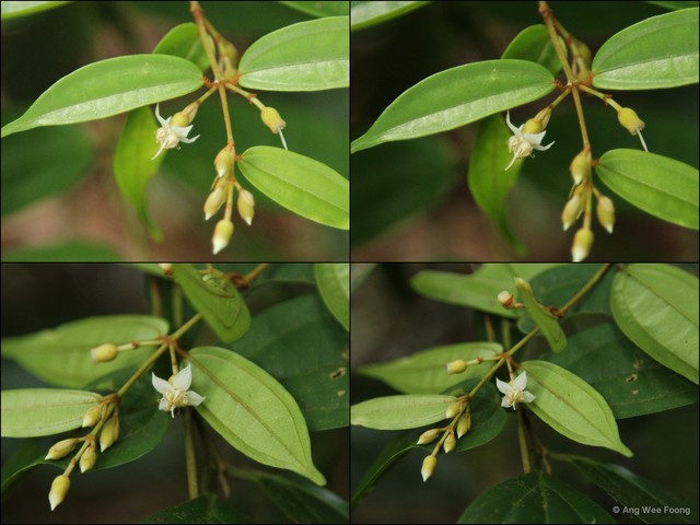Dissochaeta viminalis • © Ang Wee Foong • All Rights Reserved