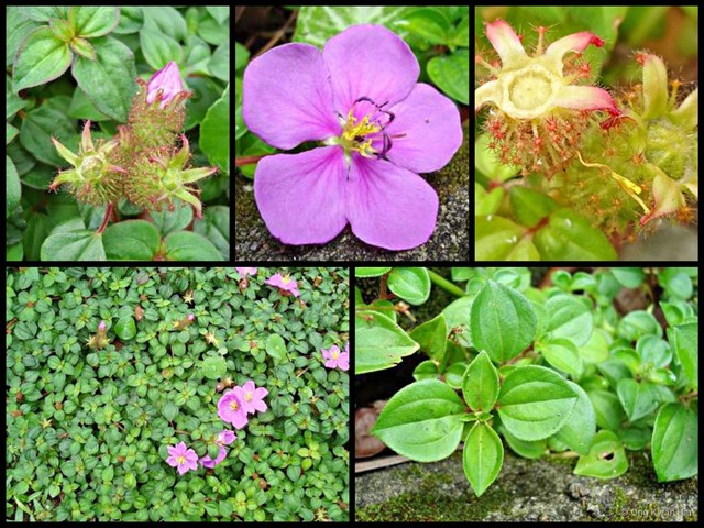 Heterotis rotundifolia • © Ong Kwan Han • All Rights Reserved