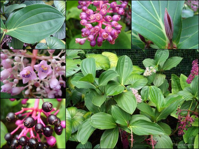 Medinilla cumingii • © Ong Kwan Han • All Rights Reserved