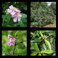 Melastoma malabathricum