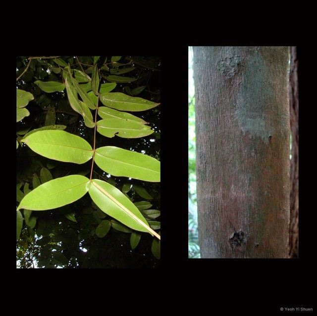 Memecylon amplexicaule • © Yeoh Yi Shuen • All Rights Reserved