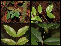 Memecylon caeruleum