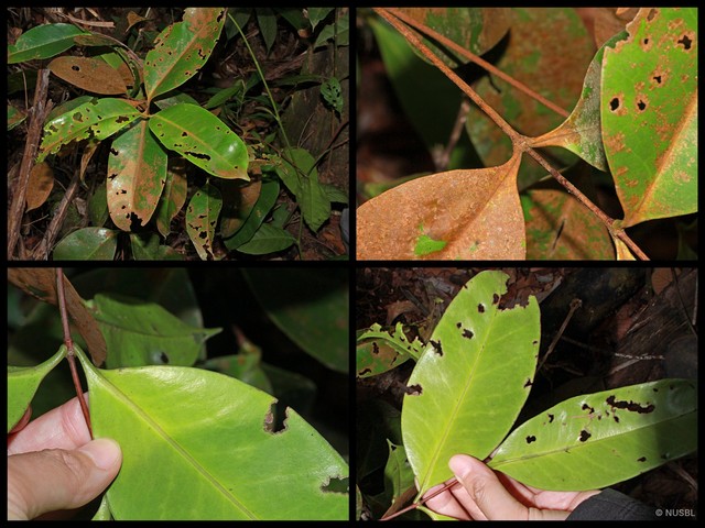 Memecylon campanulatum • © NUSBL • All Rights Reserved