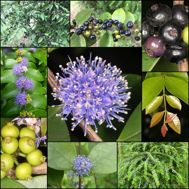 Memecylon pauciflorum • © Ang Wee Foong • All Rights Reserved
