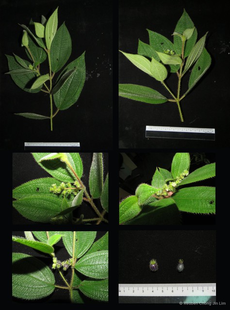 Miconia dependens • © Reuben Chong Jin Lim • All Rights Reserved