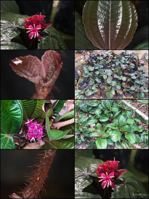 Phyllagathis rotundifolia • © Cerlin Ng • All Rights Reserved