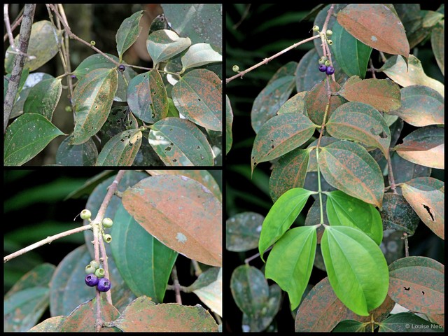 Pternandra coerulescens • © Louise Neo • All Rights Reserved