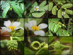 Pternandra echinata