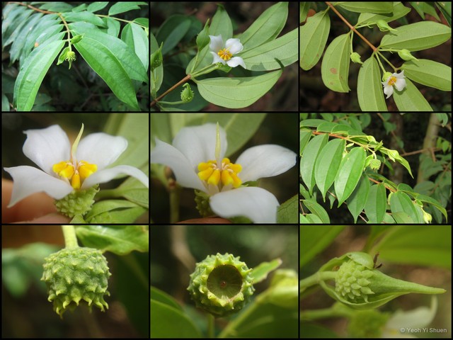 Pternandra echinata • © Yeoh Yi Shuen • All Rights Reserved