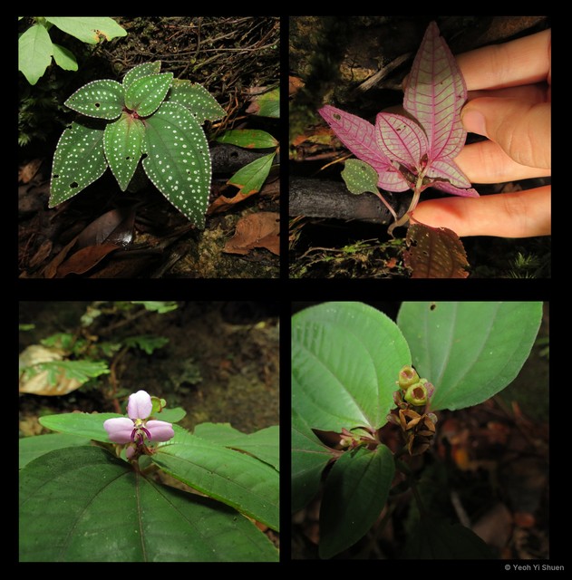 Sonerila obliqua • © Yeoh Yi Shuen • All Rights Reserved